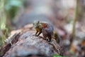 Common Treeshrew