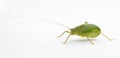 Common True Katydid