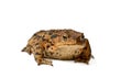 Common true toad or frog with brown body and black dot markings on dry rough skin isolated on a white background with