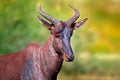 Common tsessebe, Damaliscus lunatus, detail portrait of big brown African mammal in nature habitat. Sassaby, in green vegetation,