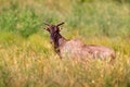 Common tsessebe, Damaliscus lunatus, detail portrait of big brown African mammal in nature habitat. Sassaby, in green vegetation,