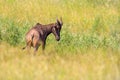 Common tsessebe, Damaliscus lunatus, detail portrait of big brown African mammal in nature habitat. Sassaby, in green vegetation, Royalty Free Stock Photo