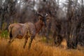 Common tsessebe, Damaliscus lunatus, detail portrait of big brown African mammal in nature habitat. Sassaby, in green vegetation, Royalty Free Stock Photo