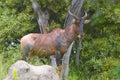 Common Tsessebe (Damaliscus lunatus)