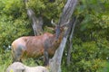 Common Tsessebe (Damaliscus lunatus) Royalty Free Stock Photo