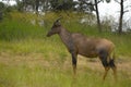 Common Tsessebe (Damaliscus lunatus)