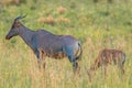 Common tsessebe Damaliscus lunatus lunatus with a newborn baby, Pilanesberg National Park, South Africa.