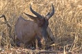 Common tsessebe (Damaliscus lunatus) Royalty Free Stock Photo