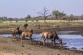 Common tsessebe in Kruger National park, South Africa ; Royalty Free Stock Photo