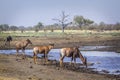 Common tsessebe in Kruger National park, South Africa ;
