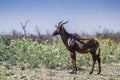 Common tsessebe in Kruger National park, South Africa ; Royalty Free Stock Photo