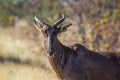 Common tsessebe in Kruger National park, South Africa ;