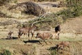 Common tsessebe in Kruger National park Royalty Free Stock Photo