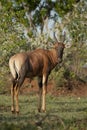 Common Tsessebe Royalty Free Stock Photo