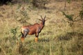 The common tsessebe or sassaby Damaliscus lunatus lunatus standing in the savanna. A large colorful African antelope in the