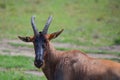 Common tsessebe, topi looking in the camera, Masai Mara, Kenya, Royalty Free Stock Photo