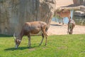 Common tsessebe, topi, sassaby or tiang and antelope eland Royalty Free Stock Photo