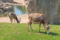 Common tsessebe, topi, sassaby or tiang and antelope eland