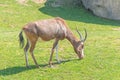 Common tsessebe, topi, sassaby or tiang and antelope eland Royalty Free Stock Photo