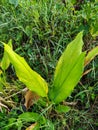 Common Turmeric Plant (Curcuma Longa)