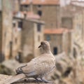 Common turtle dove streptopelia turtur on an old window sill. In the background, an ancient stone village in Italy