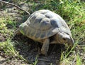 Common turtle in the grass on a sunny day