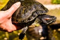 Common turtle Slider Trachemys scripta