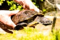 Common turtle Slider Trachemys scripta