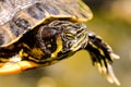 Common turtle Slider Trachemys scripta