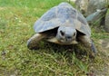 Common turtle, mediterranean spur thighed tortoise walking on the grass, close up.