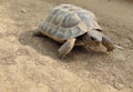 Common turtle, mediterranean spur thighed tortoise walking on the ground on a sunny day
