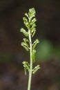 Common Twayblade Orchid Royalty Free Stock Photo