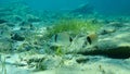 Common two-banded sea bream, Diplodus vulgaris. Royalty Free Stock Photo