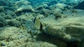 Common two-banded sea bream Diplodus vulgaris undersea, Aegean Sea, Greece.