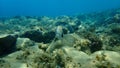 Common two-banded sea bream Diplodus vulgaris undersea, Aegean Sea, Greece.