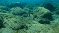 Common two-banded sea bream Diplodus vulgaris undersea, Aegean Sea, Greece.