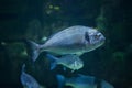 Common two-banded seabream Diplodus vulgaris Royalty Free Stock Photo