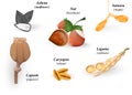 Common Types of Fruits and Seeds. Vector illustrat