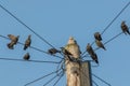 Common urban bird pests. Pigeon and starlings on telegraph pole