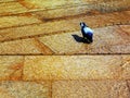 Common urban pigeon drinking in clear urban fountain in bright summer light. cascading water oves beige color stepping pool.