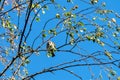 A common urban sparrow on the branches of a young birch.