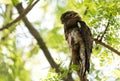 Common urutau Potoo Nyctibius griseus owl. Royalty Free Stock Photo