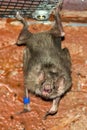 Common vampire bat (Desmodus rotundus)