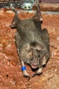 Common vampire bat (Desmodus rotundus)