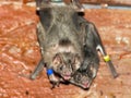 Common vampire bat (Desmodus rotundus) Royalty Free Stock Photo