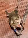 Common vampire bat (Desmodus rotundus)