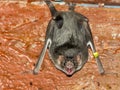 Common vampire bat (Desmodus rotundus) Royalty Free Stock Photo