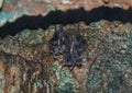 Vampire Bats Desmodus Rotundus