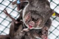 Common vampire bat Royalty Free Stock Photo