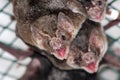 Common vampire bat Royalty Free Stock Photo